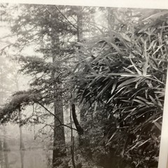 Blair Pittman: «Old River» – Original Gelatin Silver Print Photograph