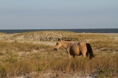 Assateague Island Nat’s Seashore Horse Photo 1, Pick One Image – Various Sizes