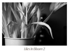 Black & White Floral Photograph Print Set – «Lilies In Bloom» 1 2 3 4 5