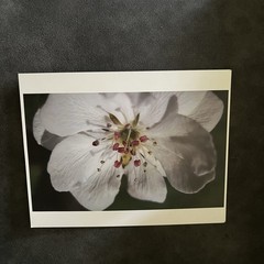 Floral Photograph Artwork Lot of 2