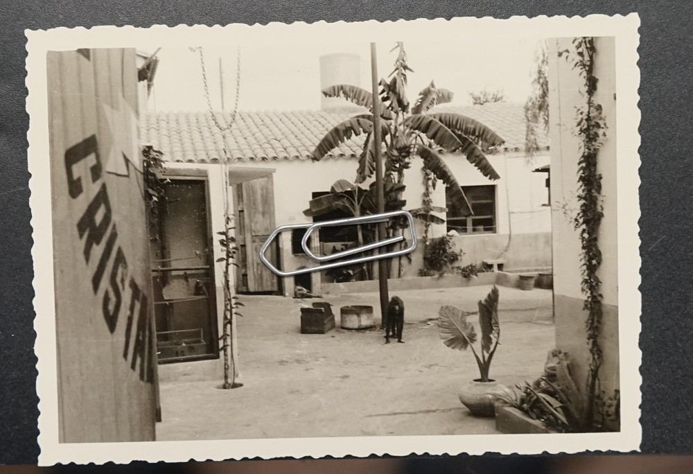Photo Portrait 1955 Monkey Mallorca Palma Banana Tree View Animal Picture Building Old