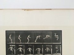 EADWEARD MUYBRIDGE authentic 1887 collotype ANIMAL LOCOMOTION PLATE 363 – lewitt