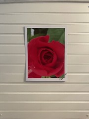 Garden Rose #9 – landscape photograph 8.5×11
