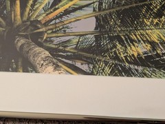 Vintage 1994 Robin L White Signed Palm Tree Tropical 23½»x10⅞»Framed Photo