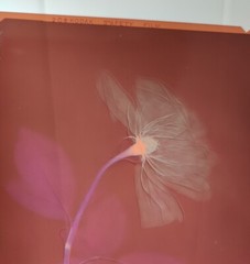 Medical Photography X Ray Old A Rose Alain Pol Kodak 73