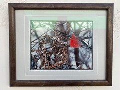 Thomas Mangelsen «Colors of Winter» Cardinal Nebraska Framed Photography 