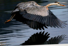 Great Blue Heron Wildlife Photo 8″ x 10″ in 11″ x 14″ Matte Signed by Kim Barry