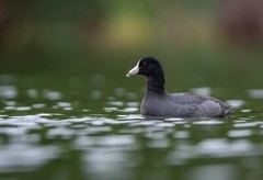 American Coot  by Martin Briones Wildlife Photography 13×19