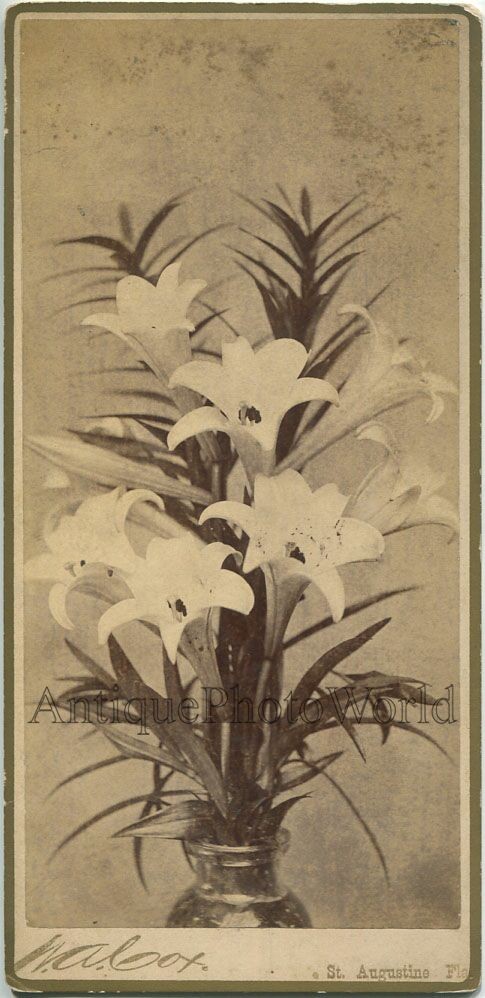Annunciation Lily flowers still life antique art photo by Cox