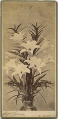 Annunciation Lily flowers still life antique art photo by Cox