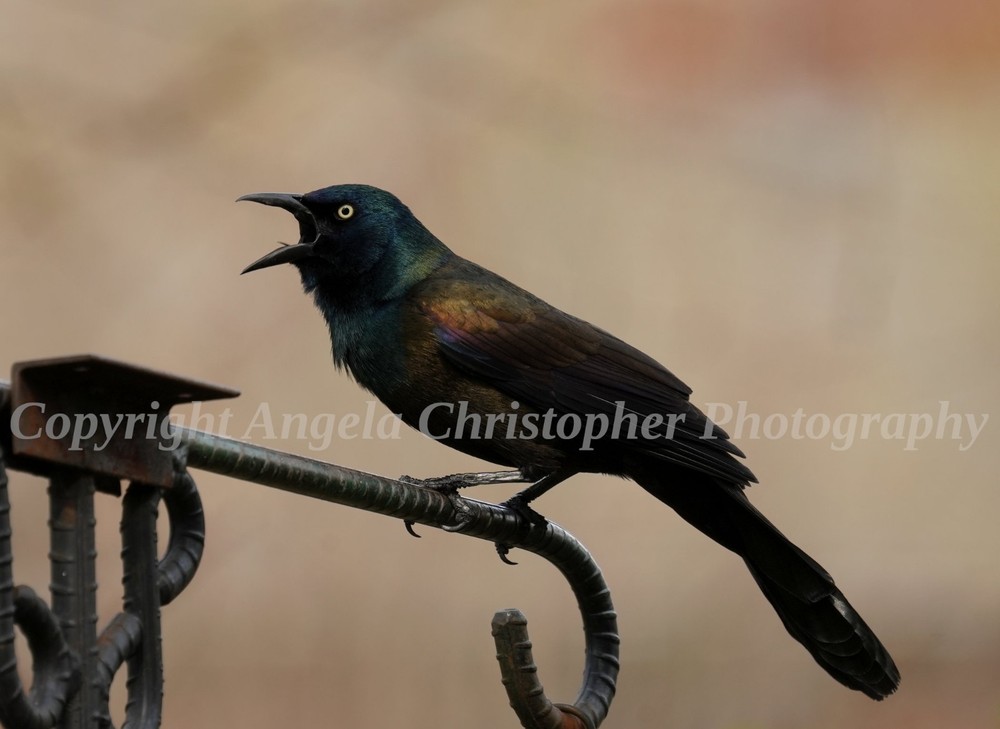 Original ACEO photo fine art print 2.5 x 3.5″ VOCALIZING GRACKLE black bird male