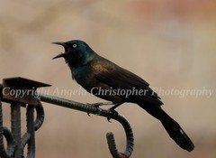 Original ACEO photo fine art print 2.5 x 3.5″ VOCALIZING GRACKLE black bird male