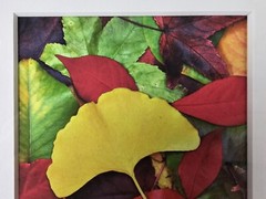 ART – VTG Original Signed Scott Johnson Photograph 10.5×8.5 Framed Gingko Leaves