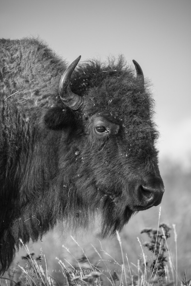 Bison Photography Print – Black and White Picture of Buffalo on Oklahoma Prairie