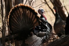Turkey Photo, Pick One Image – Various Sizes