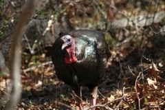 Turkey Photo, Pick One Image – Various Sizes