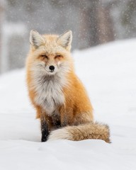 Red Fox in the Snow Original Fine Art Wildlife Photography Print by Rey Kifuri