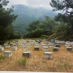 Vintage 2018 SUSANNAH HAYS ‘Bee Boxes Hives’ Datca TURKEY Landscape PHOTO