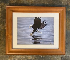 Bald Eagle “Walk On Water” Solid Wood Frame Hand Signed Photograph Lichtenberger