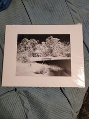 Grey Heron Near The Bay Matted 8 By 10 Photography Print