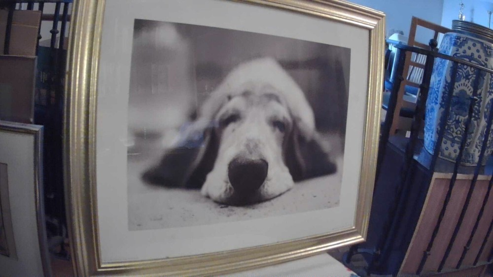 Doggy Dreams Photoprint Jan Lindblad 16″x12 Under Glass Matted & Framed 22″x16″