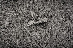Wind blown grass, fern, Catskill Mountains, NY – Thomas Teich