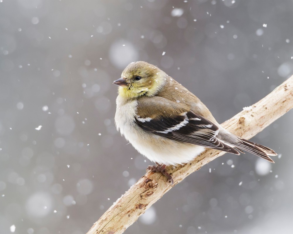 American Goldfinch Bird in Snow 8×10 8″x10″ Photograph Print
