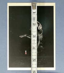 William Wegman – Fay Rey – Fotofolio Art Photo Print Card 1980s