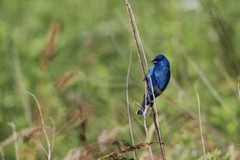 Indigo Bunting Photo, Pick One Image – Various Sizes
