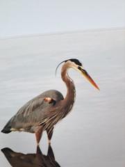 Art Photo Of Great Blue Heron Bird By Marie Kluttz
