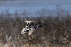Pintails Photo 1, Pick One Image – Various Sizes