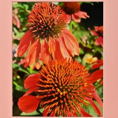 MICHAEL RAY Original Vintage Signed Long Island NY Floral Still Life Photograph