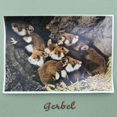 1937 PHOTO COLLECTION- “WILD ANIMALS FROM THE FOREST AND MEADOWS“ FROM GERMANY