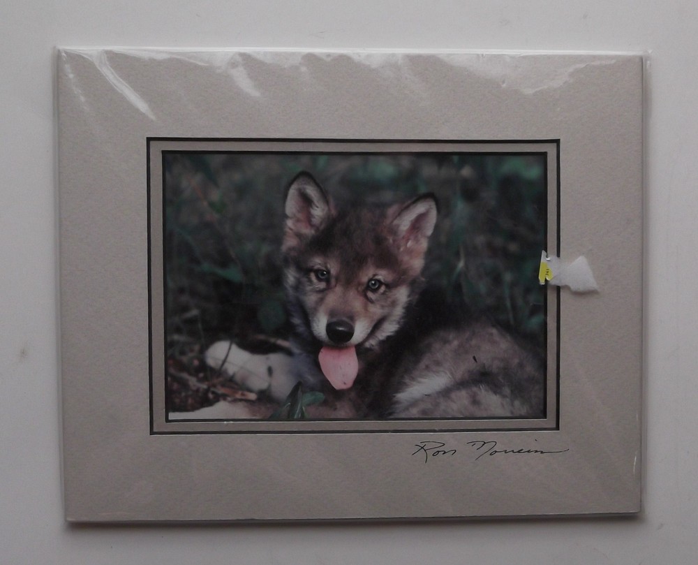 Wolf Pup Photograph by Ron Morreim 8″ x 10″ Matted Ready to Frame Signed
