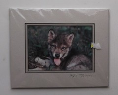 Wolf Pup Photograph by Ron Morreim 8″ x 10″ Matted Ready to Frame Signed