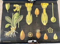 Key flower PRIMROSE wall plaque by Jung, Koch & Quentell c1902 publisher Frommann