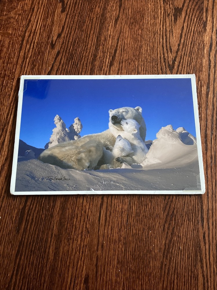Signed Tom Soucek Polar Bear Cub Photograph Anchorage Alaska 8×12