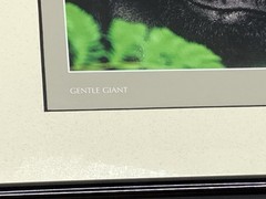 Thomas Mangelsen 8X10 «Gentle Giant The Silverback» Image of Nature P155