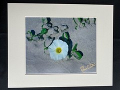 11 X 14 Matted Photo – signed by photographer Marie Whitton- MORNING GLORY