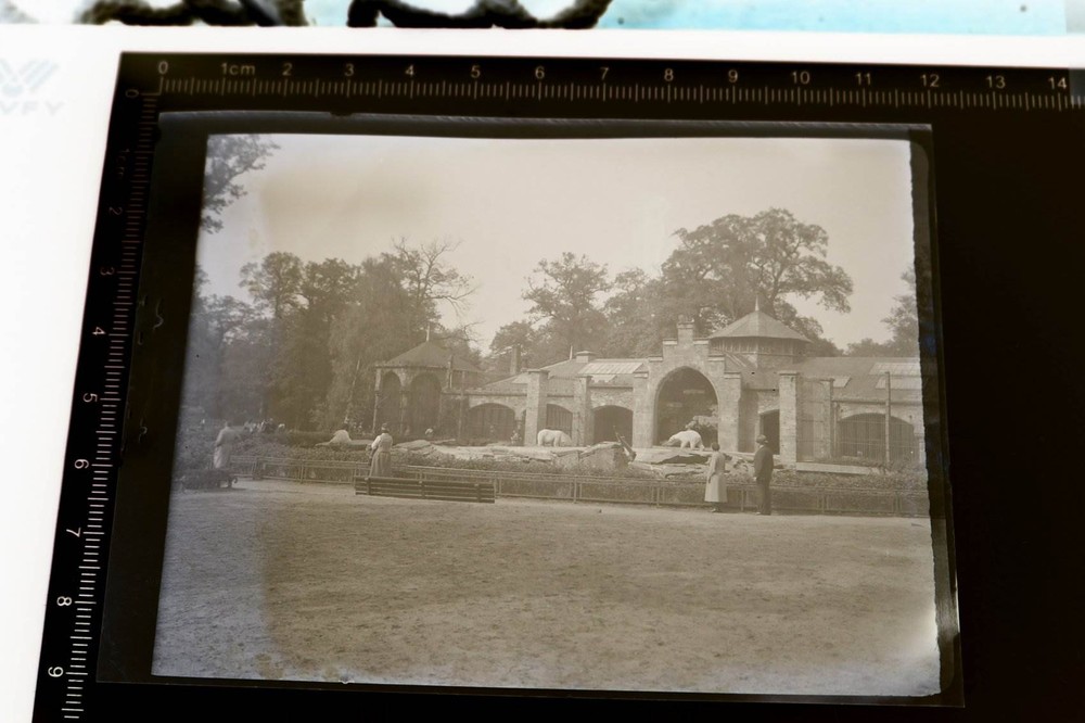 Two great old negatives unknown to me zoo brown and polar bear enclosure 1920s-30s