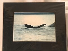 Whale Photograph 5×7 matted to 8×10. Original Art.