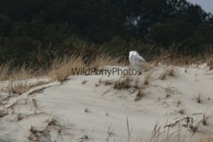 Snowy Owl Photo, Pick One Image – Various Sizes