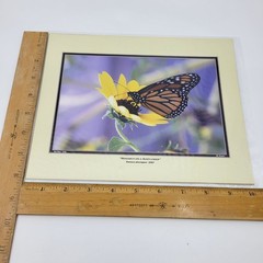 PHOTOGRAPHY Art Prints Lot 3 Vintage Butterfly Flowers Nature Photos – HW022