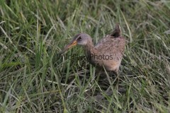 Clapper Rail Photo- Pick one Image – Various Sizes