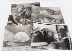 Bundle Photographs Large Format GDR Animals Everyday Professions Vintage Photos