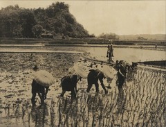AGRICULTURAL TRANSPLANTING RICE. JAPAN. TONED SILVER PRINT.