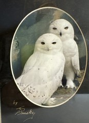 Vintage Artist Signed Snow Owl Portrait Framed 5×7”