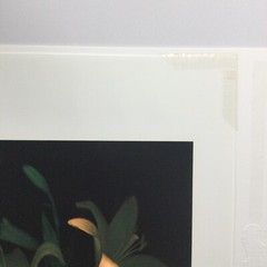 Original Photogravure By Sandi Daniel ( Tiger Lily) Limited Ed. 2002 19” X 13”