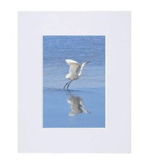 Original Matted Photo – White Great Egret Bird taking off from Sarasota Bay