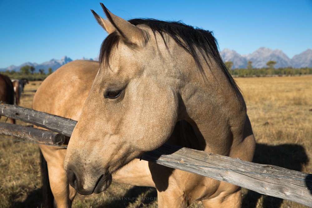 Western Photography Print – Picture of Buckskin Horse in Grand Tetons Wyoming